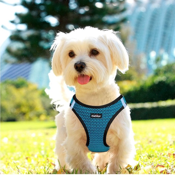 Dog harness size L with leash - Picture 4 of 5